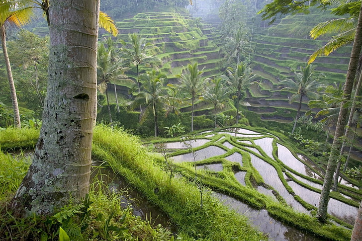 rice terraces, asia, rice fields, palm trees, economy, nature, HD wallpaper