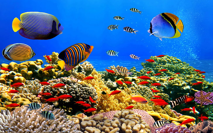 Underwater World Corals Tropical Colorful Fish Hd Desktop Wallpaper, HD wallpaper