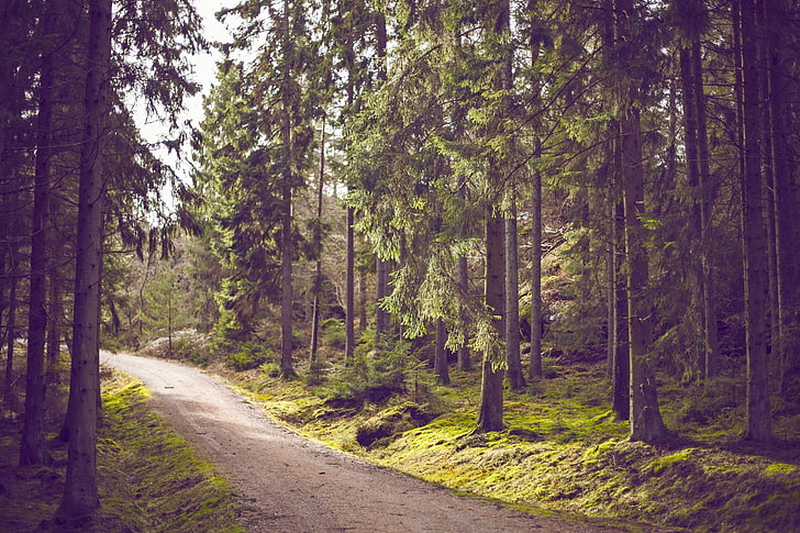 path, forest, dirt road, nature, tree, plant, growth, land