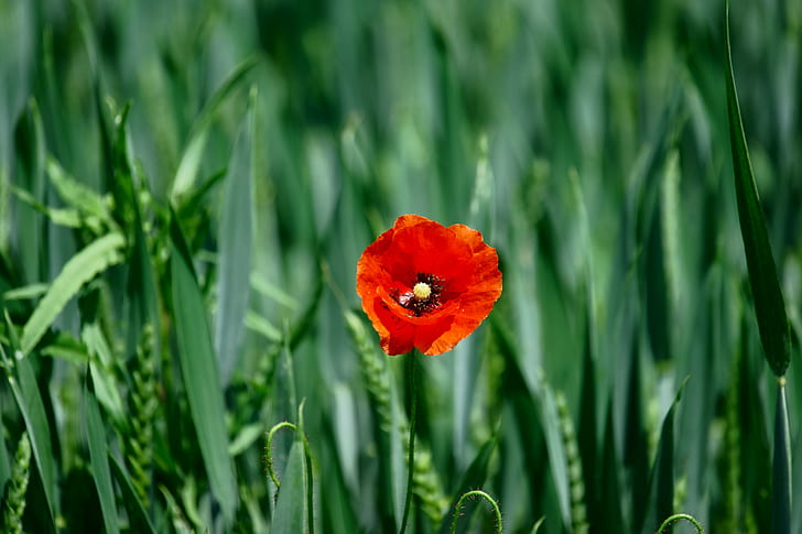 red Poppy flower in closeup photo, im, rot, grün, Natur, FE