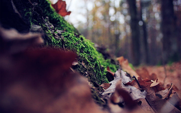 dried leaves, selective focus photography of green moss, forest, HD wallpaper