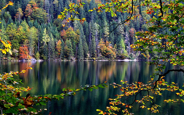 Forest, trees, river, autumn, leaves