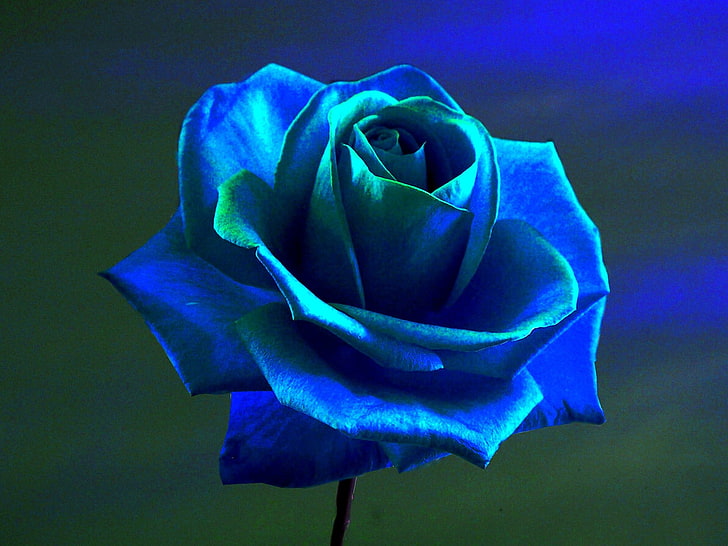 blue flower, rose, blue rose, flowers, blue flowers, flowering plant, HD wallpaper