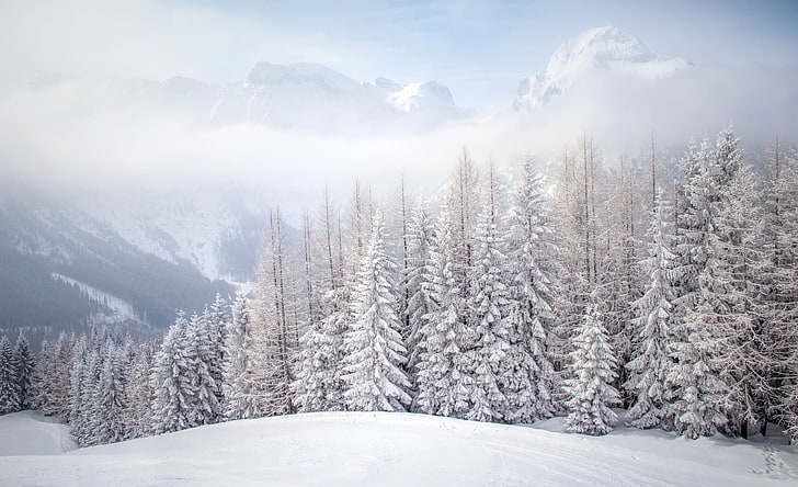 nature, winter, snow, trees, landscape, cold temperature, scenics - nature, HD wallpaper