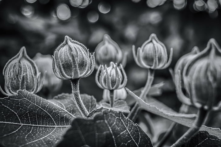 grayscale photography of flowers, Flower Power, Art, Thailand, HD wallpaper