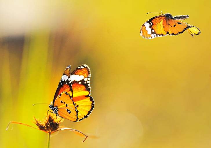HD wallpaper: butterfly, yellow, background | Wallpaper Flare