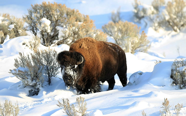 bison, snow, animals, nature, winter, shrubs, sunlight, horns