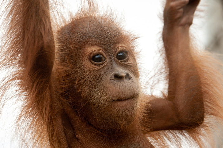 brown monkey, ape, hands, fur, orangutan, animal, primate, mammal