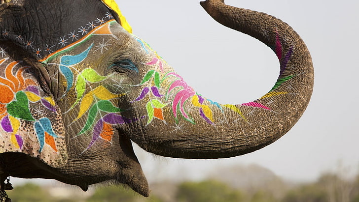 gray and multicolored elephant, animals, body paint, Holi, India, HD wallpaper