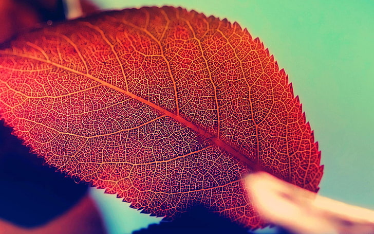 red leaf, macro, leaves, plants, close-up, plant part, leaf vein, HD wallpaper