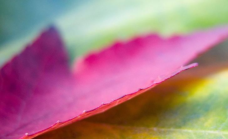 Pink Leaf, purple maple leaf, Aero, Macro, pink color, close-up, HD wallpaper