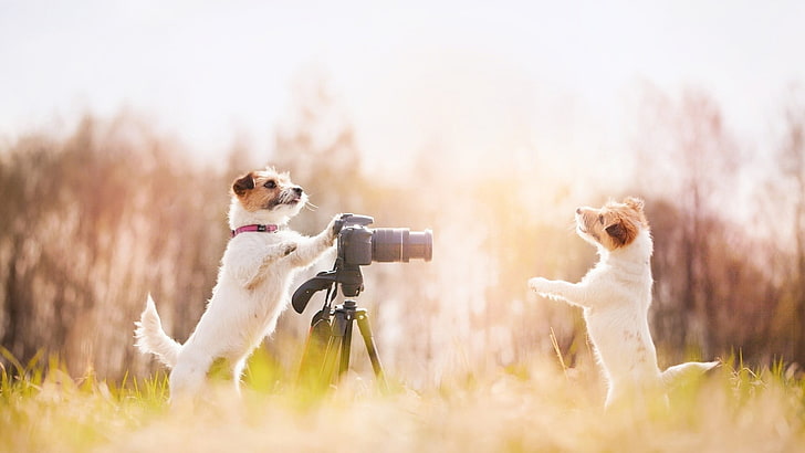 nature, animals, dog, camera, sunlight, depth of field, canine, HD wallpaper