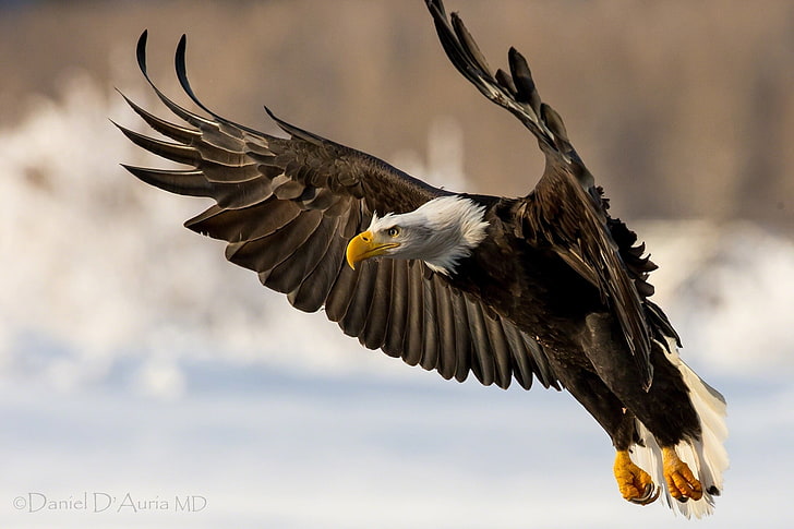 brown and white eagle, bird, wings, flap, eagle - Bird, bald Eagle, HD wallpaper