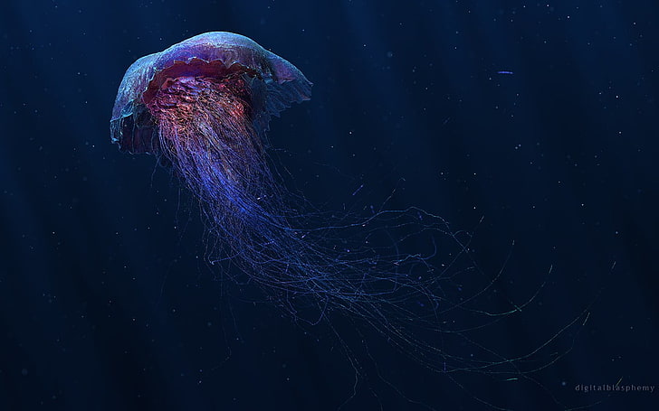 pink and blue jellyfish, digital art, underwater, animals, black background