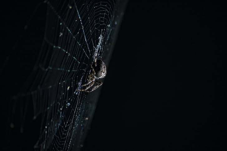 HD wallpaper: macro, spider, web