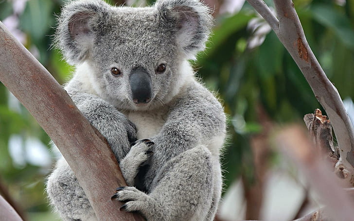 Australia Koala Bear Images  Free Photos PNG Stickers Wallpapers   Backgrounds  rawpixel
