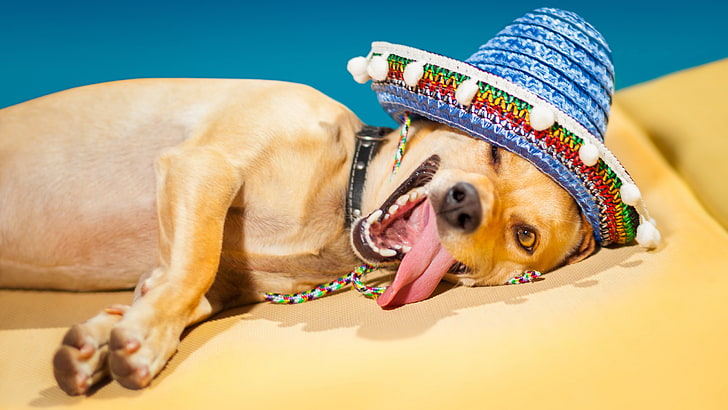 HD wallpaper: funniest crazy dog picture wearing hat, one animal, animal  themes | Wallpaper Flare
