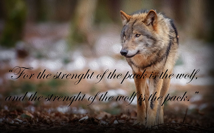 quote, wolf, The Jungle Book, mammal, animal wildlife, one animal