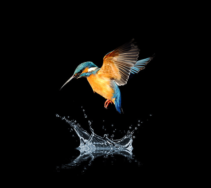 Water splash, Blue-tailed hummingbird, HD wallpaper
