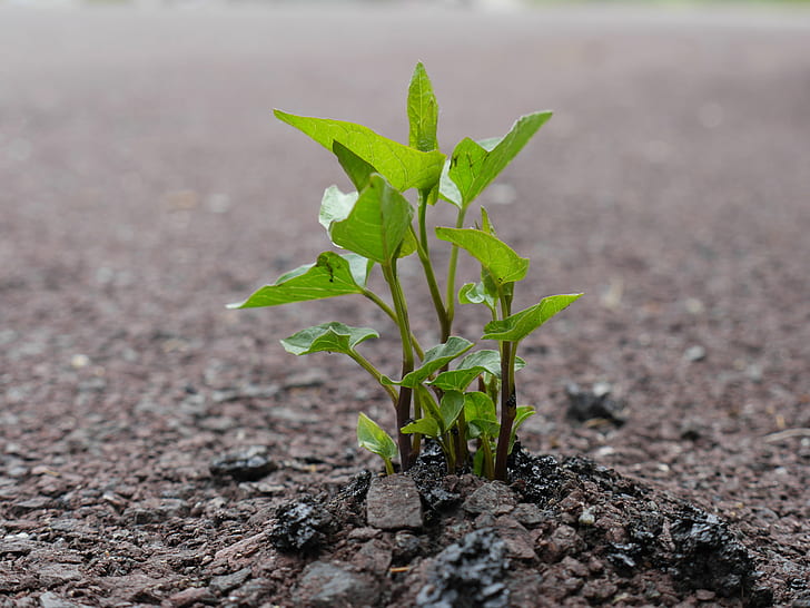 green plant in gray grounds in macro shot photography, Bindweed, HD wallpaper