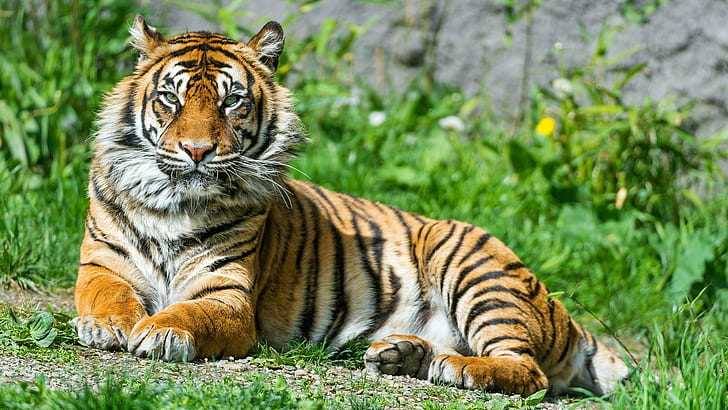 tiger, animals, big cats, nature