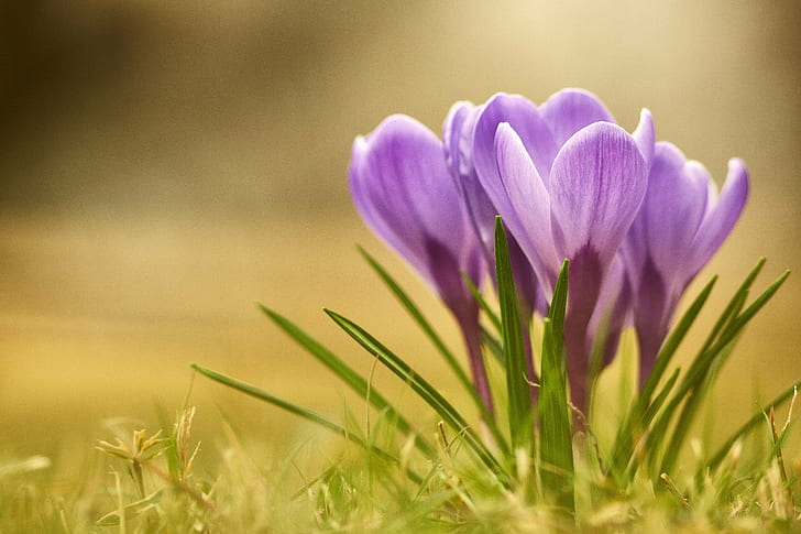 purple petal flower photo, Spring has come, come around, Canon
