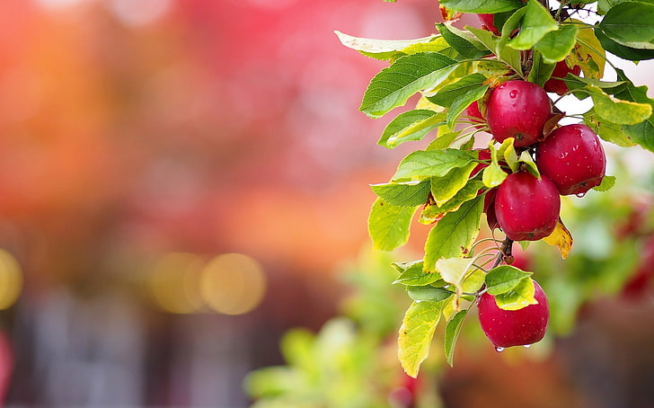 red apple lot, leaves, apples, branch, branch of Apple, fruit, HD wallpaper