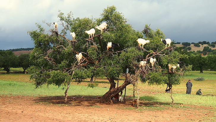 Goats in trees near Essaouira Morocco, green tree, world, animal, HD wallpaper