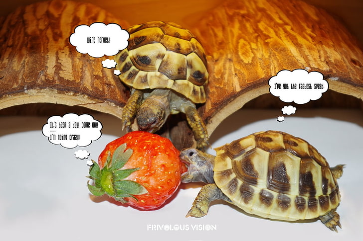 tortoises, animal themes, animal wildlife, text, one animal