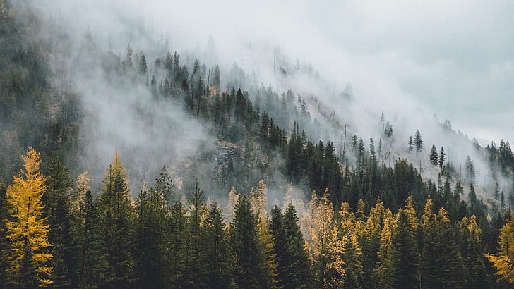 wilderness, nature, tree, fog, woody plant, mountain, mist, HD wallpaper
