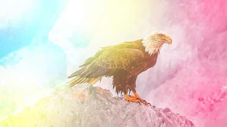 brown and white bald eaggle, colorful, edited, eagle, animals