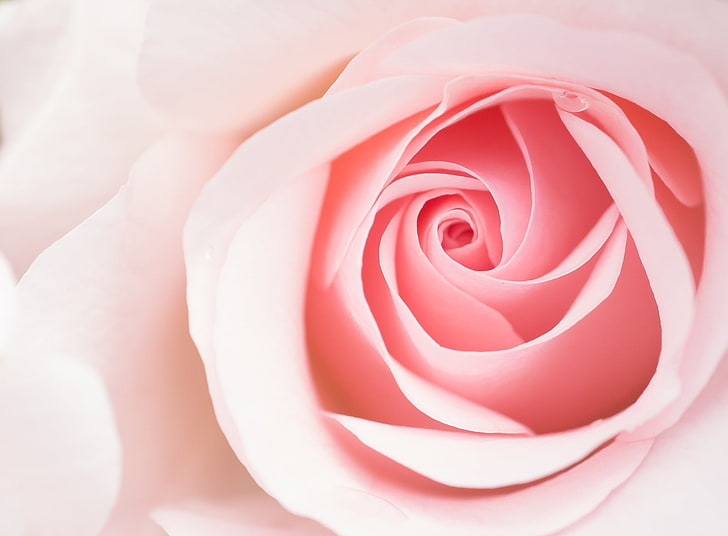 Beautiful Light Pink Rose Flower Macro, Aero, Close, Cute, Pastel