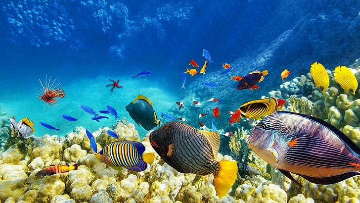 Saltwater Fish 1080P, 2K, 4K, 5K HD wallpapers free download | Wallpaper  Flare