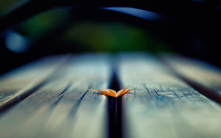maple leaf, depth of field, leaves, wooden surface, macro, blurred