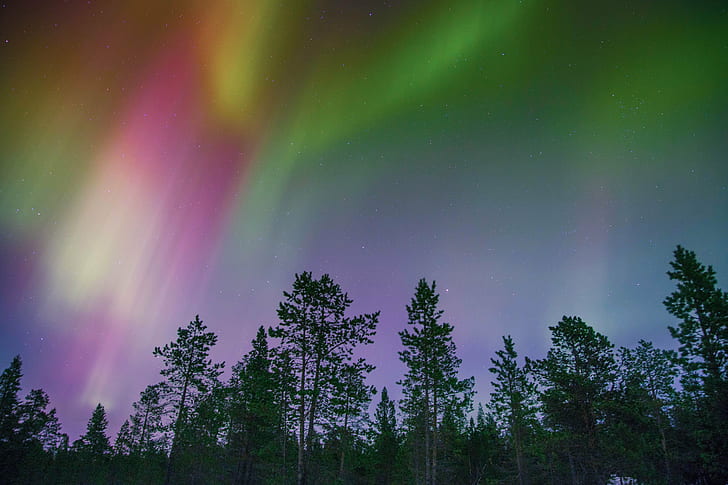 green tall trees under aurora borealis, land, scape, night  time