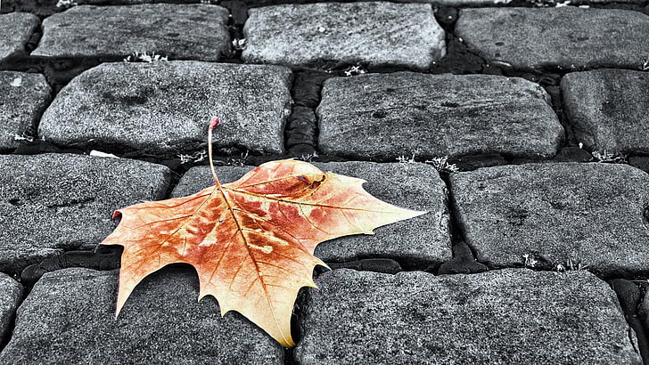 monochrome, leaf, cobble stones, cobbled road, plant part, autumn, HD wallpaper