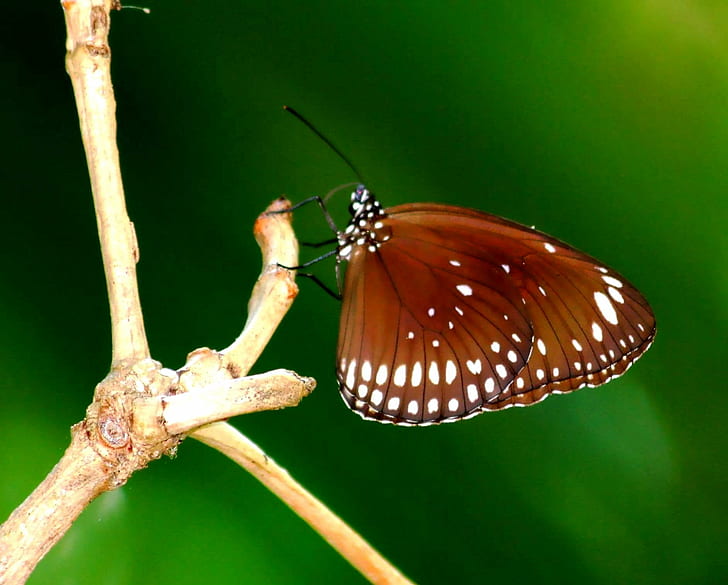macro photography of brown moth on brown stem, thailand, thailand