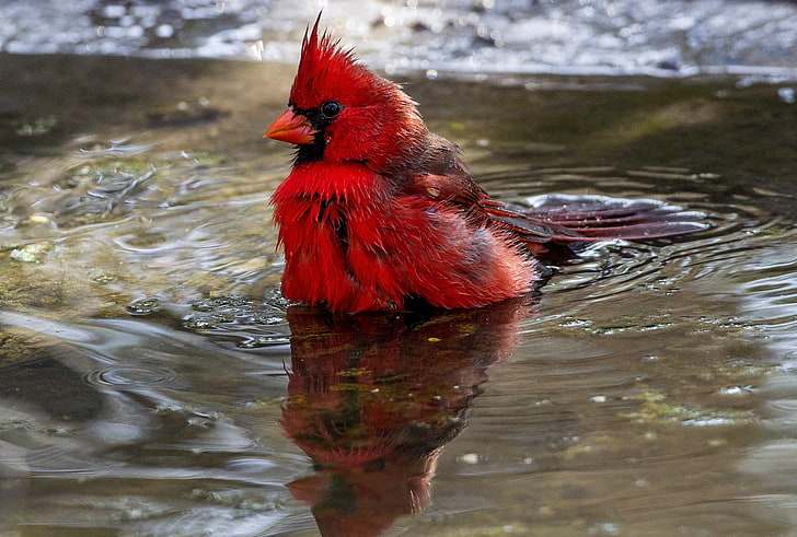 red Cardinal, wildlife, birds, Cardinals, animal themes, water, HD wallpaper