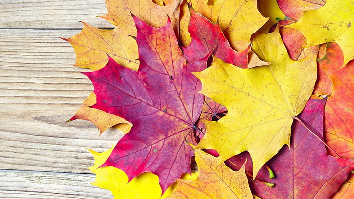 nature, maple, autumn, leaves, november, season, fall, leaf, HD wallpaper