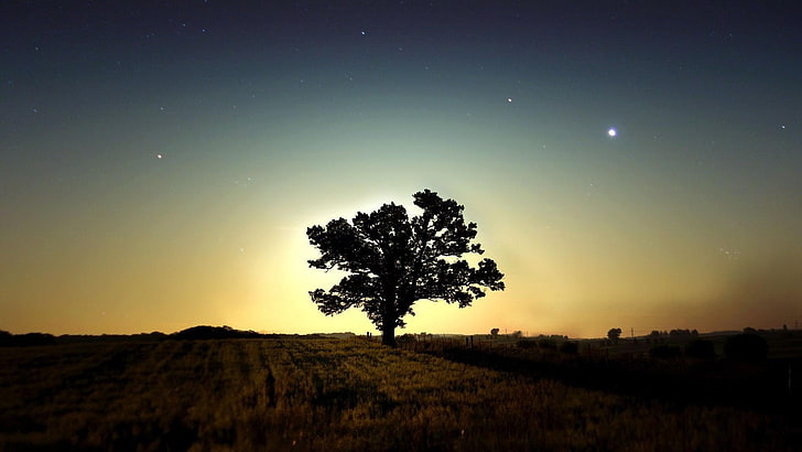 silhouette of tree, trees, stars, landscape, sky, plant, beauty in nature, HD wallpaper