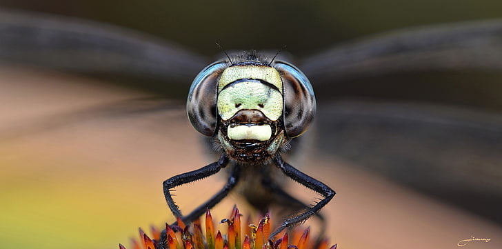 dragonflies, animals, insect, close-up, focus on foreground, HD wallpaper