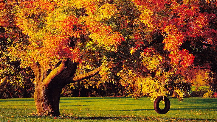 fall desktop  hd pics, tree, plant, autumn, change, nature, HD wallpaper