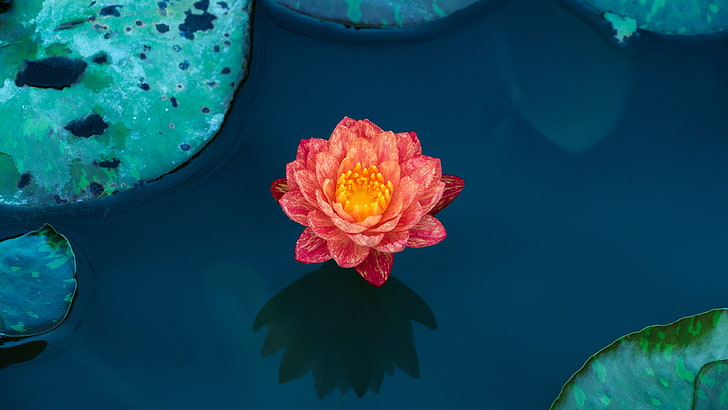 lotus flower, flora, aquatic plant, sacred lotus, lotus family, HD wallpaper