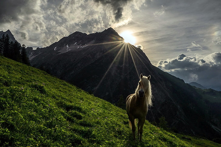 white horse on green grasses, nature, mountains, landscape, sunlight