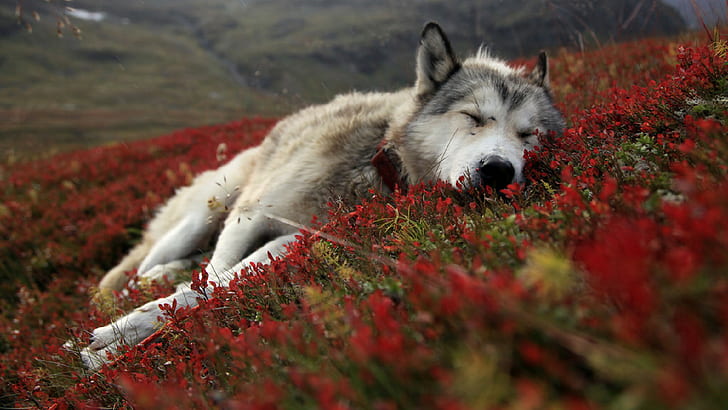 animals, Artic, Canines, face, flowers, fur, Hills, landscapes