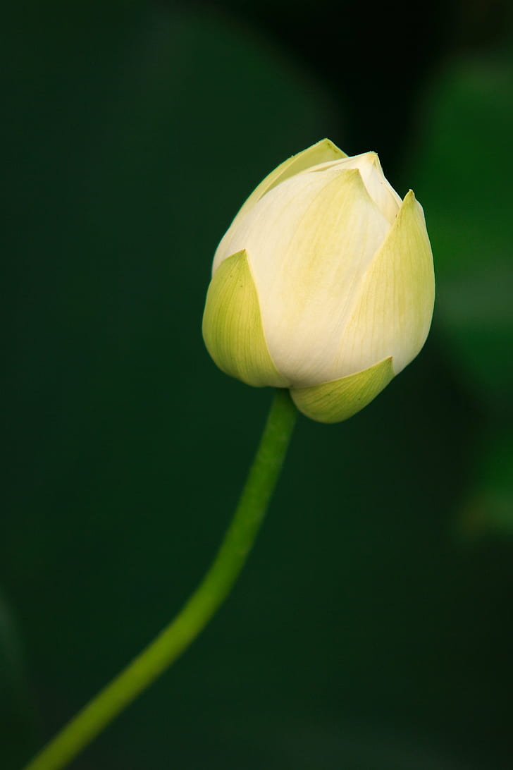 selective focus photo of white Lotus flower, lotus, nature, plant