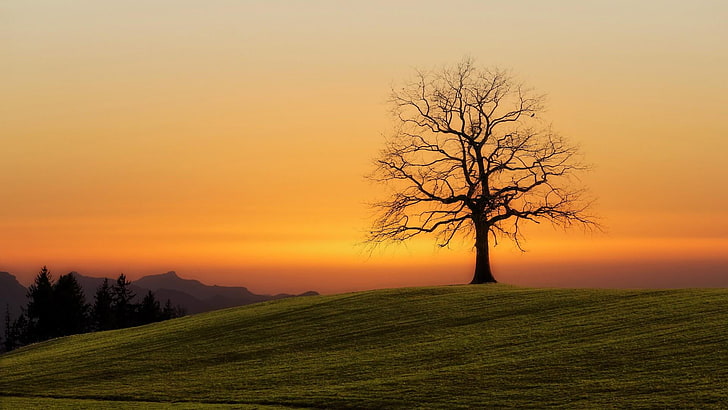 tree, sunset, lonely, alone, field, orange sky, beauty in nature, HD wallpaper