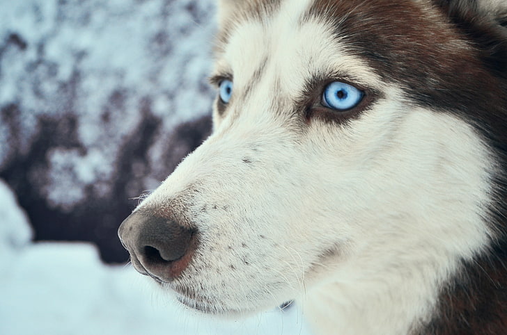Canadian malamute, cold, winter, animals, eyes, snow, travel, HD wallpaper