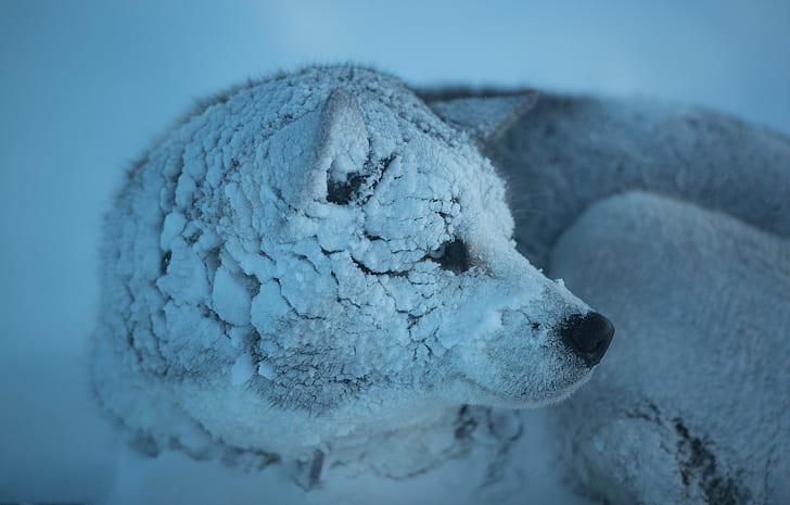wolf, snow, winter, animals, cold, HD wallpaper