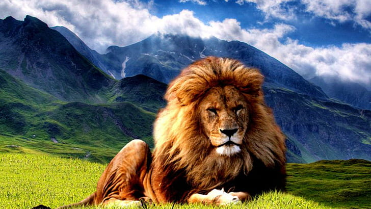 Resting King, tiger, small cats, big cats, cubs, lions, nature, HD wallpaper